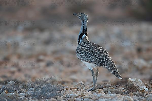 Cantilever Bustard,