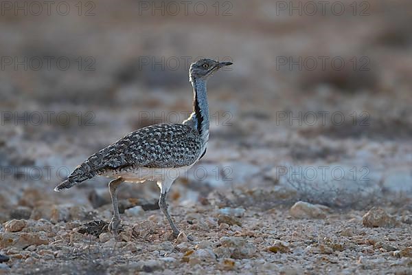 Cantilever Bustard,