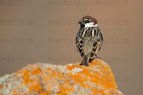 Spanish sparrow,