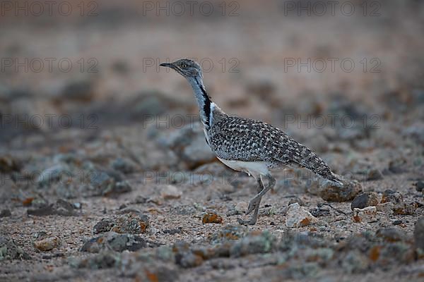 Cantilever Bustard,