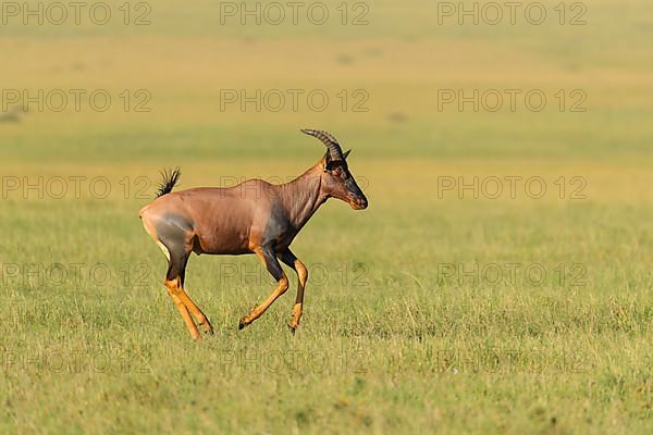 Topi,