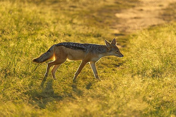 Black-backed Jackal,