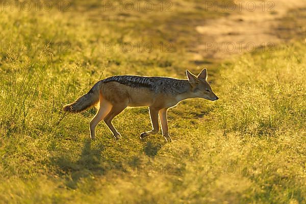 Black-backed Jackal,