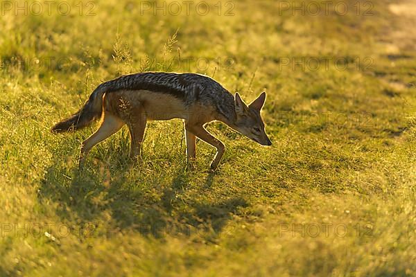 Black-backed Jackal,