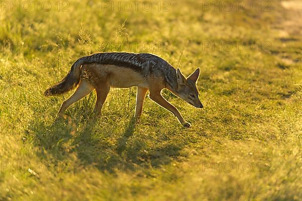 Black-backed Jackal,