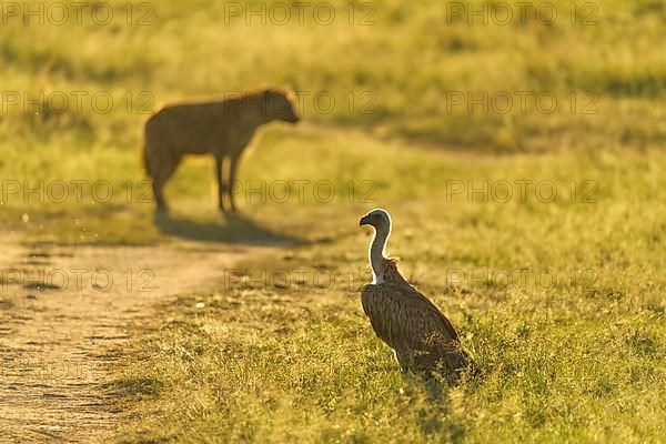 Spotted hyena,