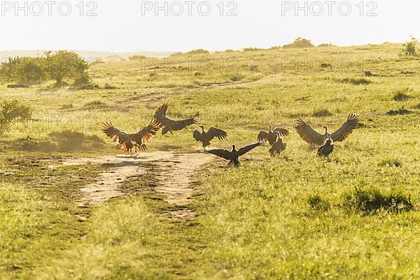 White backed vulture,