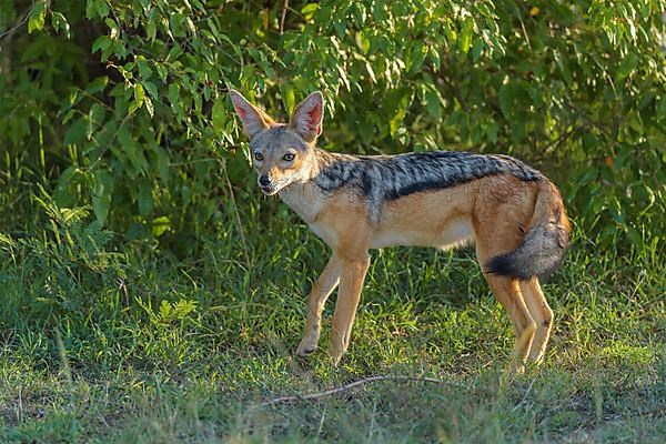 Black-backed Jackal,