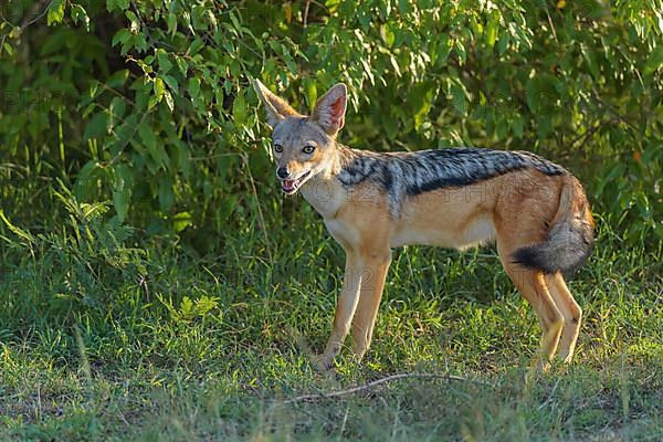 Black-backed Jackal,