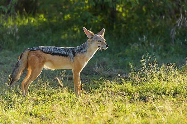 Black-backed Jackal,