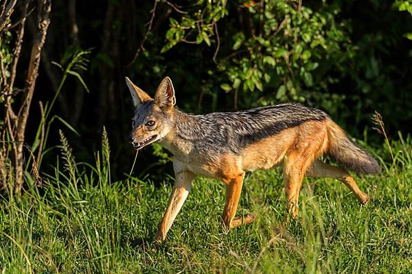 Black-backed Jackal,