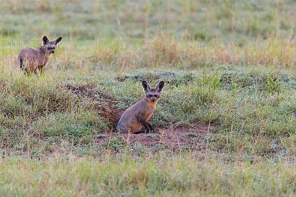 Bat eared fox,