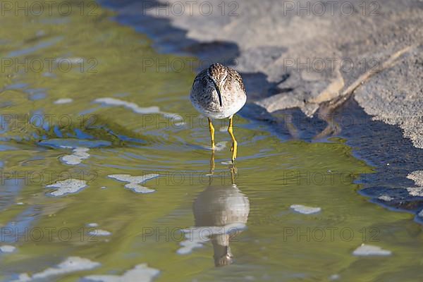 Wood Sandpiper,