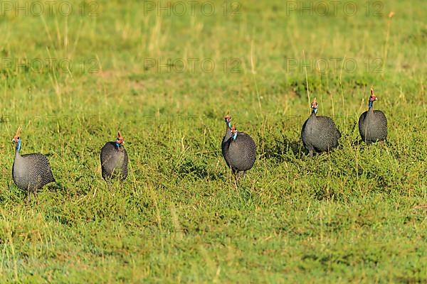 Helmeted guineafowl,