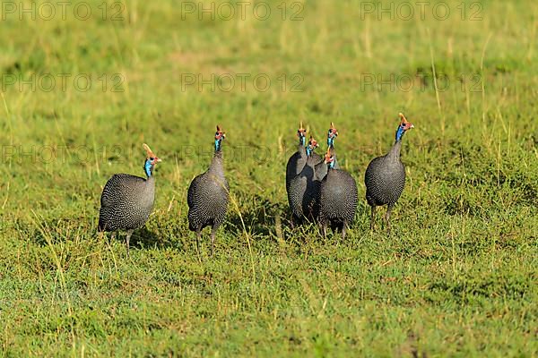 Helmeted guineafowl,