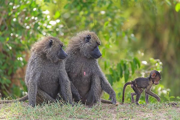 Olive baboon,