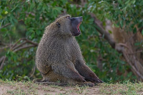 Olive baboon,