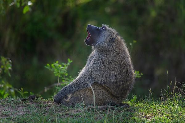 Olive baboon,