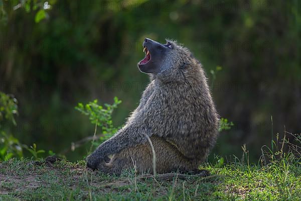 Olive baboon,