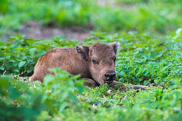 European Bison,