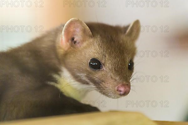 Stone Marten, Beech Marten