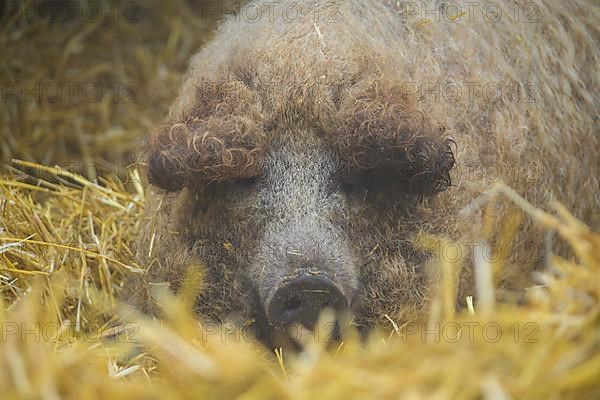 Mangalica, or Mangalitsa or Mangalitza pig