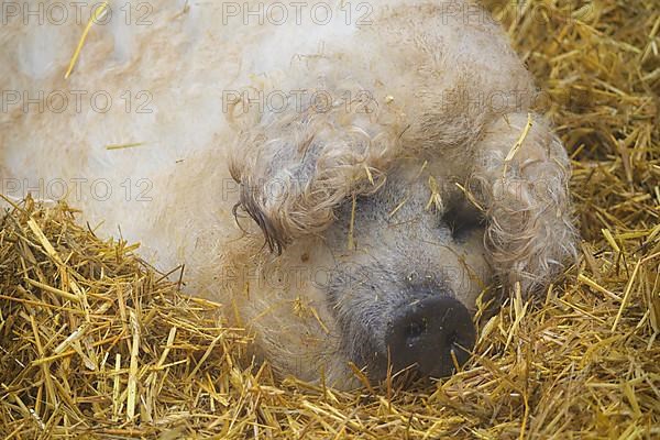 Mangalica, or Mangalitsa or Mangalitza pig