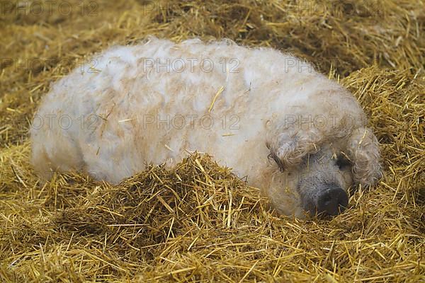 Mangalica, or Mangalitsa or Mangalitza pig