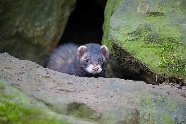 European Ferret, Polecat