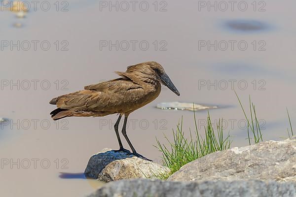 Hamerkop,