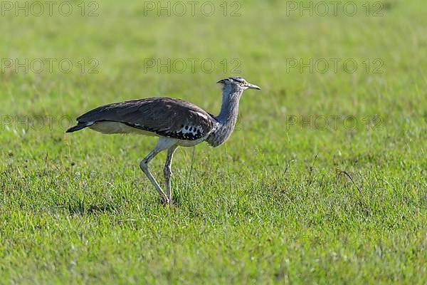 Kori bustard,