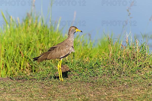 African Wattled Lapwing,