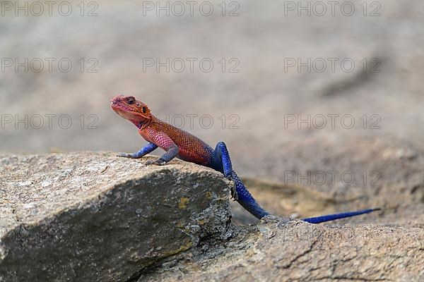 Agama Lizard,