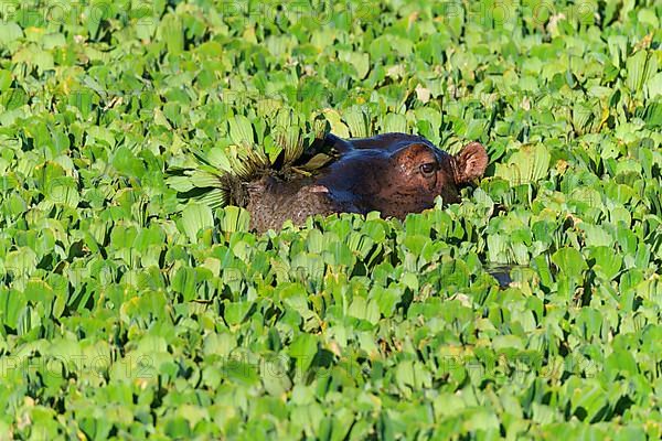 Hippopotamus,