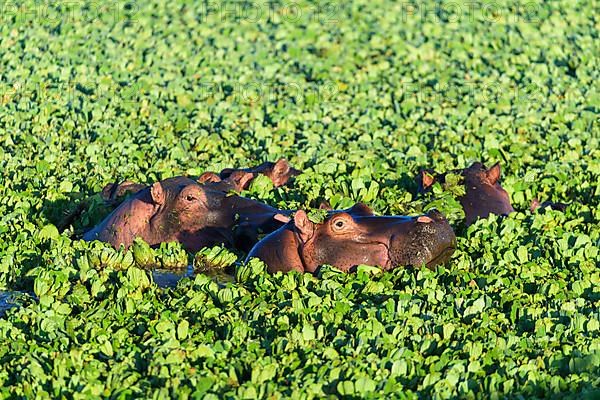 Hippopotamus,