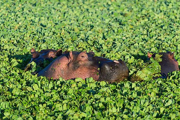 Hippopotamus,