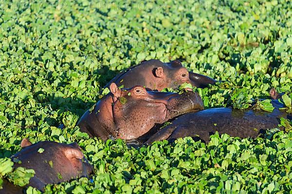 Hippopotamus,