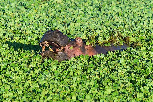 Hippopotamus,