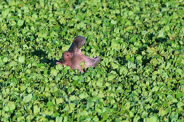 Hippopotamus,