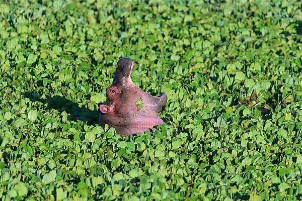 Hippopotamus,