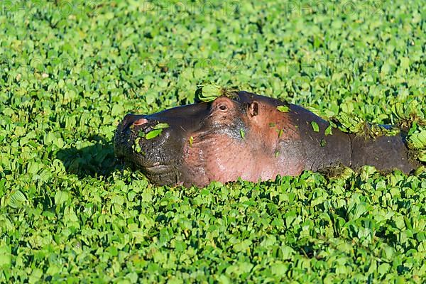 Hippopotamus,