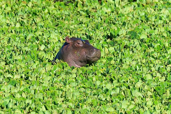 Hippopotamus,