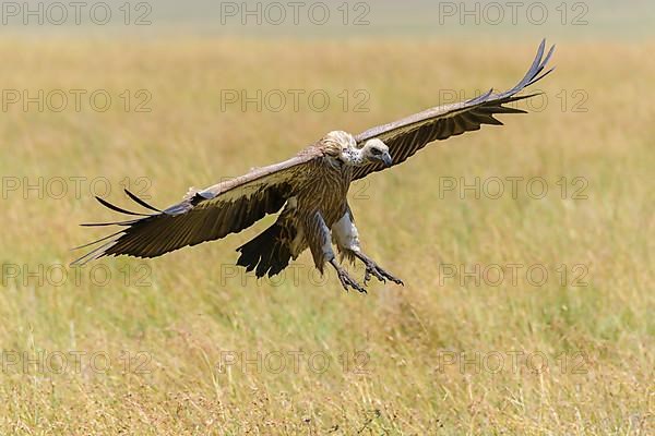 White backed vulture,