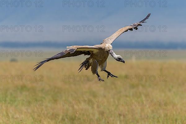 White backed vulture,