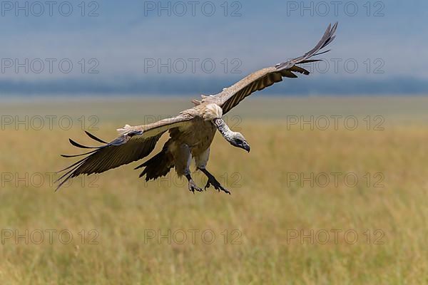 White backed vulture,