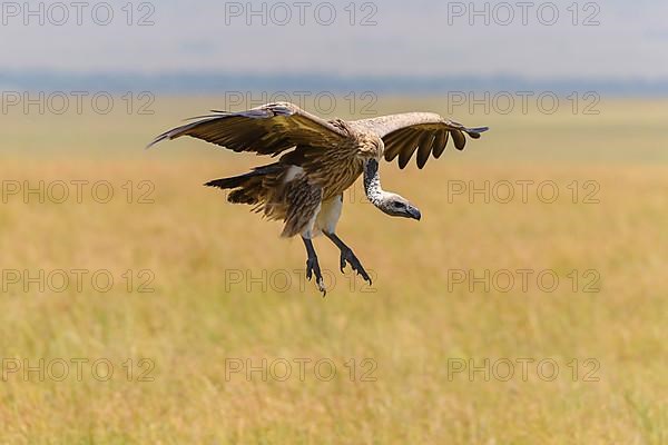 White backed vulture,
