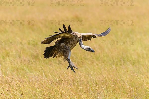 White backed vulture,