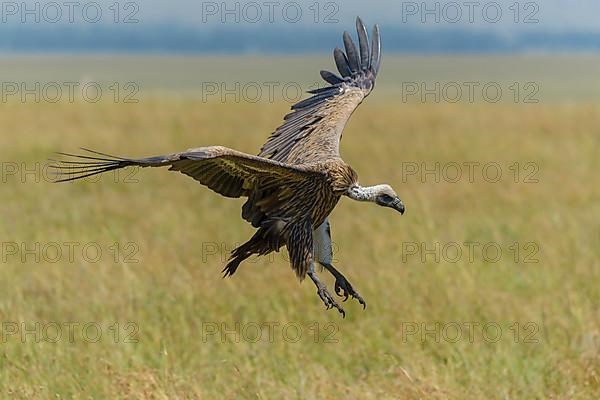 White backed vulture,