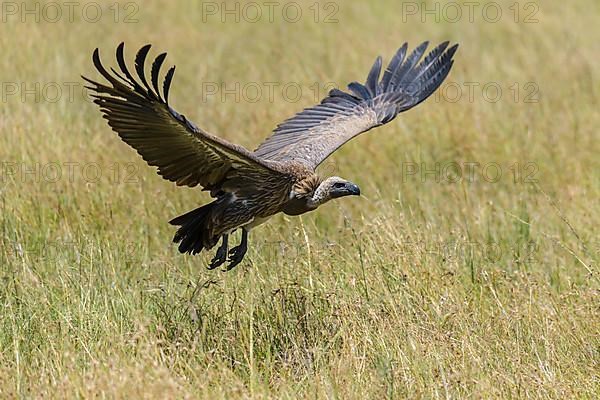 White backed vulture,