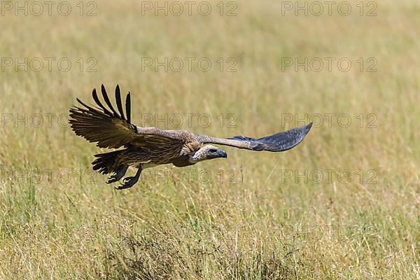 White backed vulture,